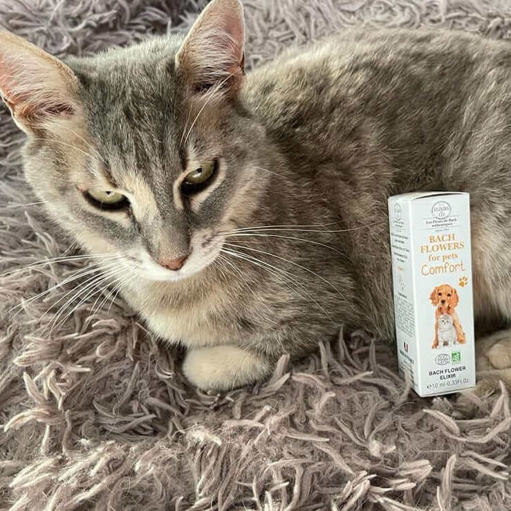 Bach Elixier für die Behaglichkeit von Haustieren BIO - IRIS AURA SHOP