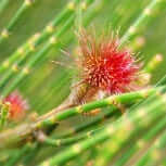 She Oak Female - Australian bush flower essence for female balance